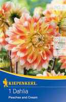 Kiepenkerl Dekorative Dahlie Peaches and Cream