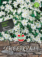 Sperli Schleierkraut
