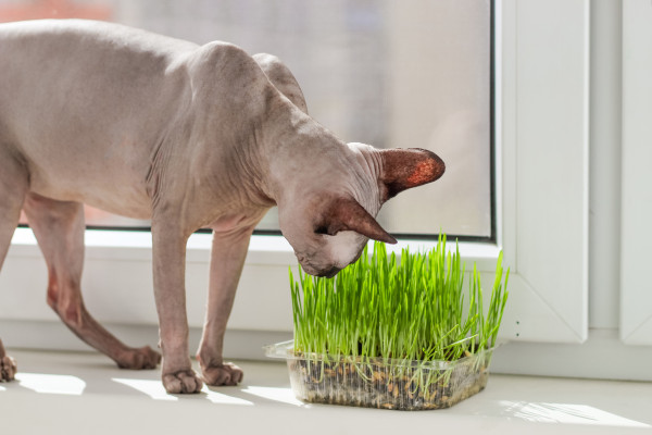 2400-the-canadian-sphynx-cat-eats-sprouted-wheat-grass-for-animals