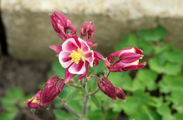 columbine-3368145_1920