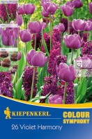 Kiepenkerl Colour Symphony Violet Harmony