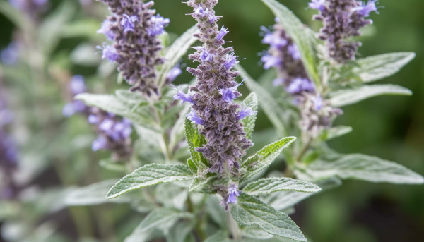 2400-fresh-purple-flower-blossom-in-nature-close-up-with-green-leaf-generated-by-ai