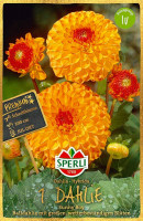 Sperli Dahlie Sunny Boy