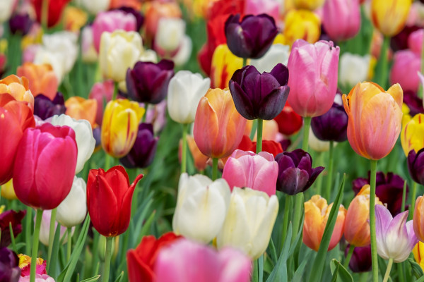 tulips-3365630_1920