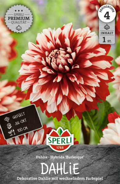 Produktbild von Sperli Dahlie Burlesque mit Abbildung der Blüte, Angaben zur Blütezeit und Wuchshöhe sowie dem Sperli Premium Qualitätssiegel.