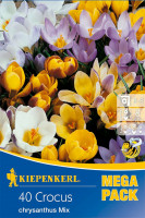 Kiepenkerl Mega-Pack Wildkrokusmischung