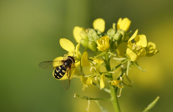 yellow-mustard-4686741_1920