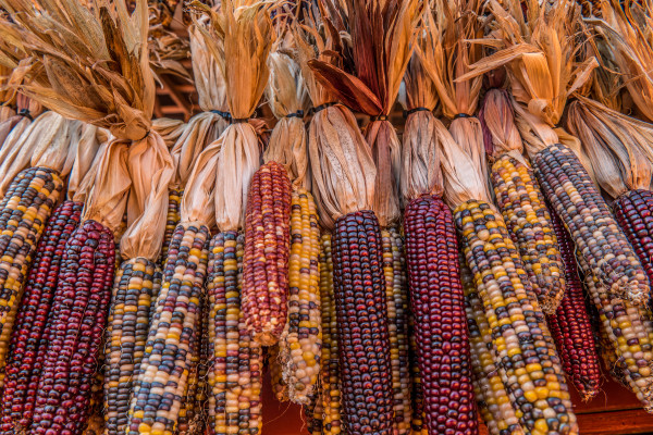 2400-indian-corn-for-autumn-decoration