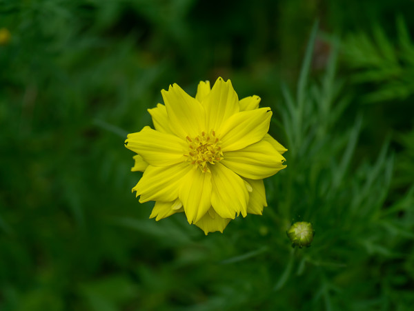 2400-yellow-cosmos-flower