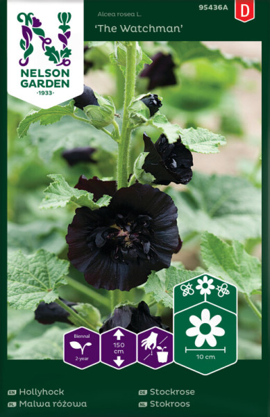 Produktbild von Nelson Garden Stockrose The Watchman mit Abbildung der dunkelvioletten Blüten und Informationen zur zweijährigen Wuchsform sowie Hinweisen zur Pflanzengröße.