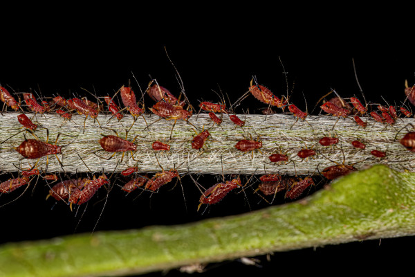 large-group-of-small-red-aphids