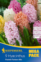 Kiepenkerl Mega-Pack Hyazinthe Pastell Mischung