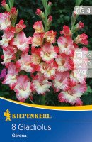 Kiepenkerl Großblumige Gladiole Gerona