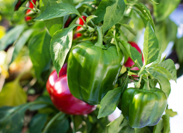 bell-peppers-2708680_1920