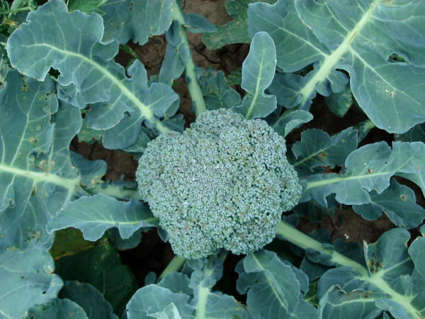 broccoli-494753_1920