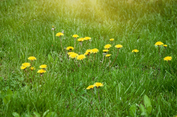 large-yellow-dandelion-flowers-on-green-grass-background-spring-season
