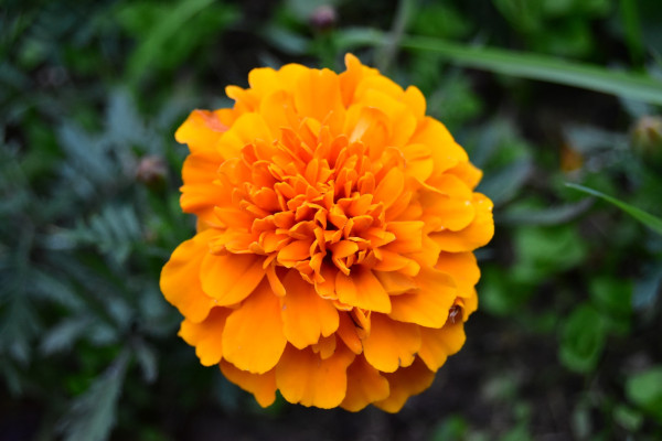 orange-marigold-5275865_1920