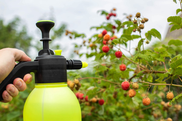 large-spraying-raspberries-in-the-country-with-ammonia-and-blue-vitriol-to-kill-pests-and-parasites-agriculture