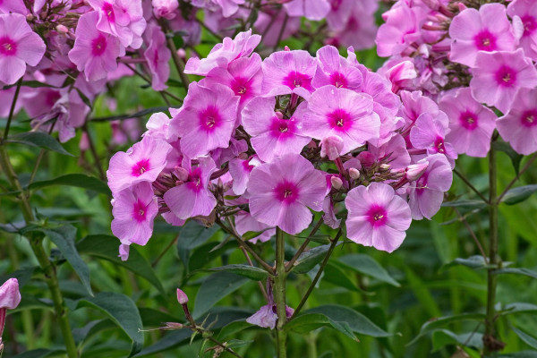 phlox-3530642_1920