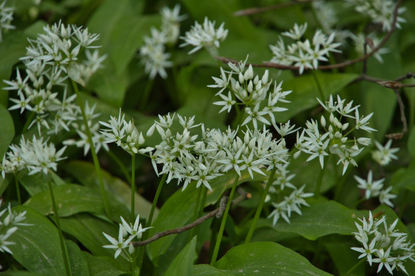 wild-garlic-5058313_1920