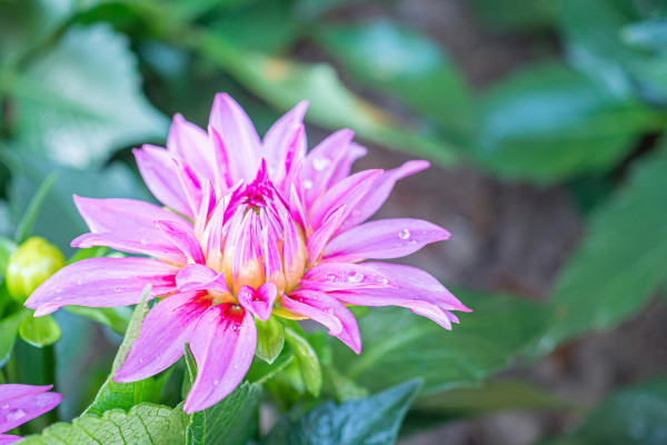 2400-a-close-up-of-a-pink-chrysanthemum-flower-is-blooming-in-the-garden-nature-background-with-copy-space-for-text