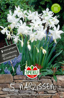 Sperli Botanische Narzisse Thalia