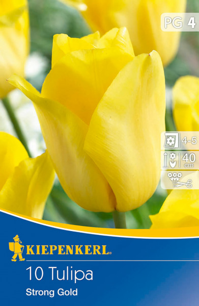 Produktbild von Kiepenkerl Triumph-Tulpe Strong Gold mit einer Nahaufnahme von gelben Tulpen und Verpackungsinformationen wie Marke und Produktname.