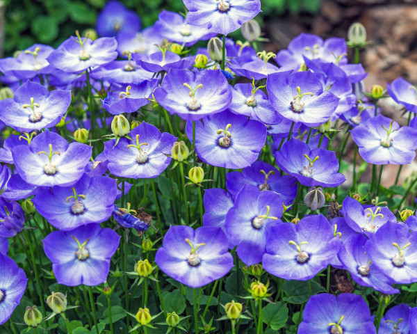 2400-violet-blue-campanula-samantha-flowers-in-a-garden