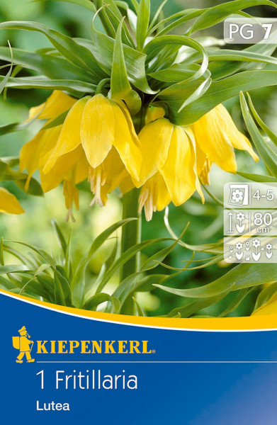 Produktbild von Kiepenkerl Kaiserkrone Lutea mit gelben Blüten und Pflegehinweisen