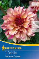 Kiepenkerl Seerosen-Dahlie Creme de Cognac