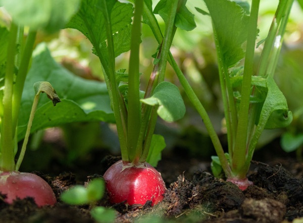 radish-4266807_1920