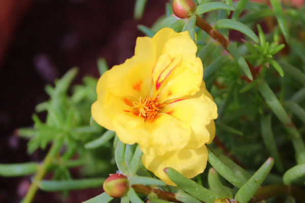 purslane-florets-5388075_1920EnCAxkowwBDMm