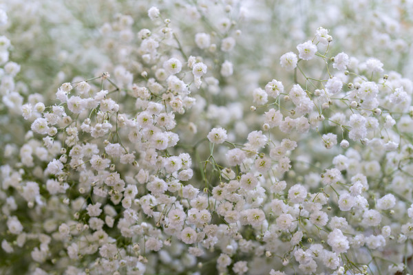 2400-small-beautiful-decorative-flowers-floral-background