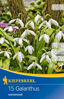 Kiepenkerl Schneeglöckchen