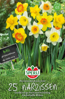 Sperli Maxi Narzissen Großkronige Mischung