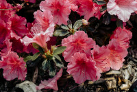 Rhododendronerde selbst herstellen Samen.de