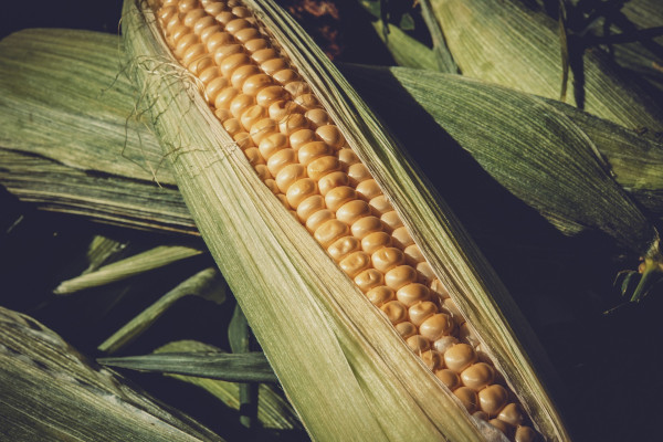 corn-3705687_1920