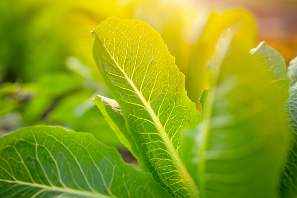 2400-fresh-green-cos-lettuce-closeup-in-morning-backyard-the-garden-organic-plant-for-food-with-sun-light