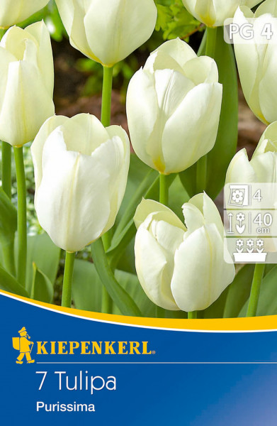 Produktbild von Kiepenkerl Fosteriana-Tulpe Purissima mit Darstellung mehrerer weißer Tulpen und Verpackungsinformationen.