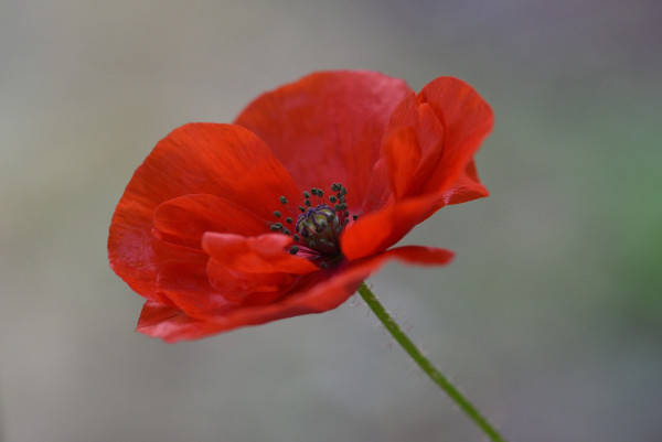 poppy-5472977_1280