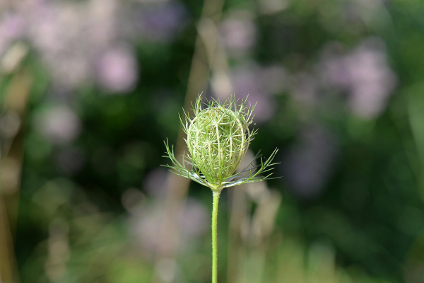 caraway-seeds-1659781_1280