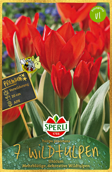 Produktbild von Sperli Premium Wildtulpe Unicum mit Hinweis auf Mehrblütigkeit und Dekoration sowie Preisgruppeninformation.