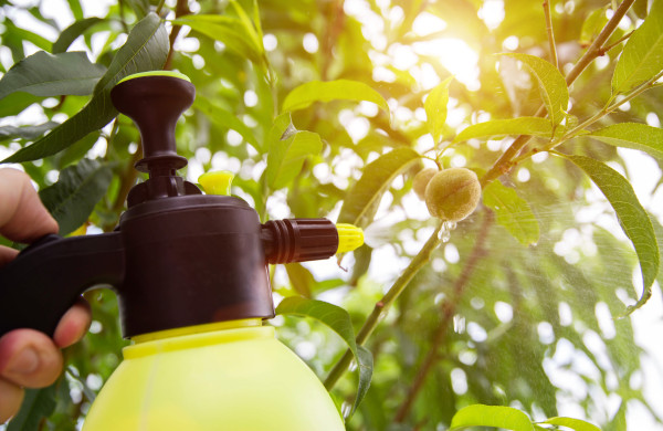large-spraying-peach-from-pests-and-diseases-sunset