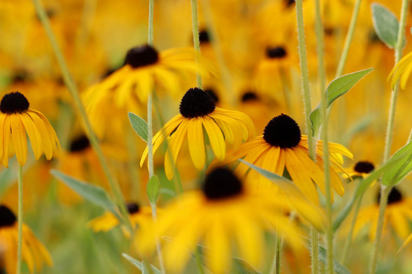 coneflower-4488907_1920