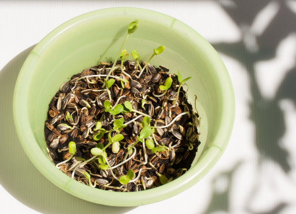 large-sunflower-plant-sprouts-germinating-in-soil
