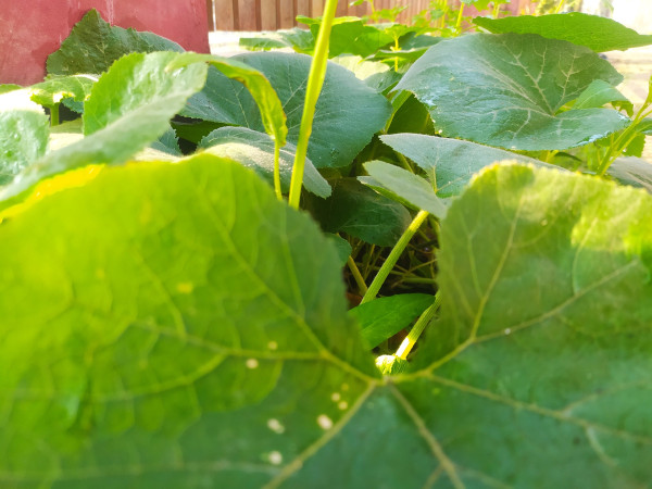 2400-broadleaf-pumpkin-plant