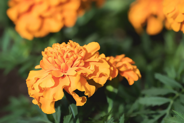 tagetes-2324387_1920
