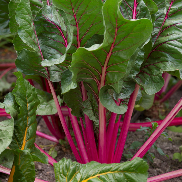 beetroot-909659_1920