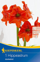 Kiepenkerl Ritterstern Amaryllis Dunkelrot