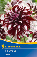 Kiepenkerl Dekorative Dahlie Tartan